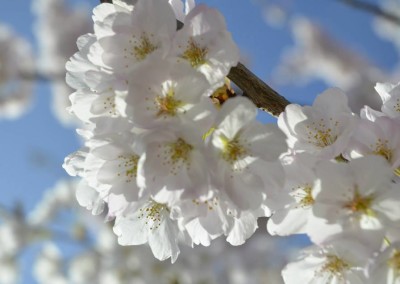 Farhad Sadeghi Amini