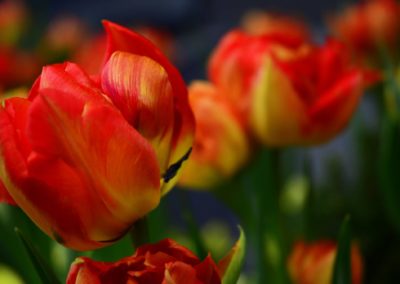 Farhad Sadeghi Amini