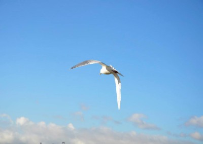 Farhad Sadeghi Amini