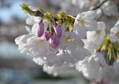 Farhad Sadeghi Amini