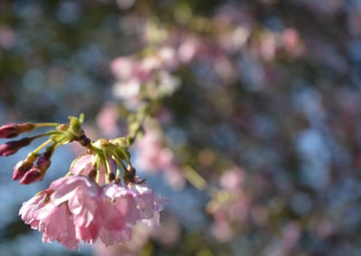 Farhad Sadeghi Amini