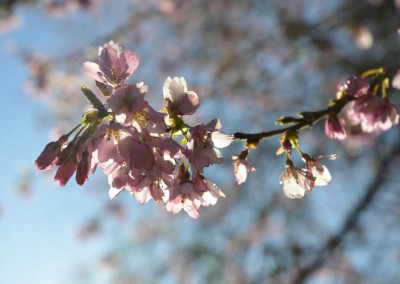 Farhad Sadeghi Amini