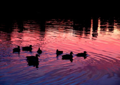 Farhad Sadeghi Amini