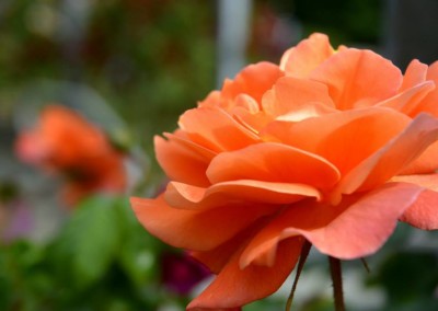 Farhad Sadeghi Amini