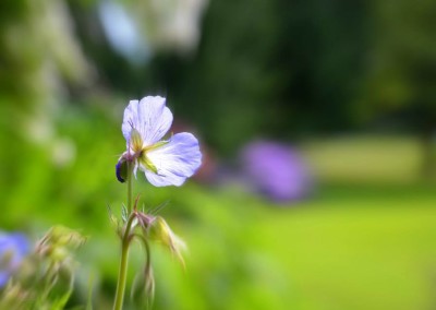 Farhad Sadeghi Amini