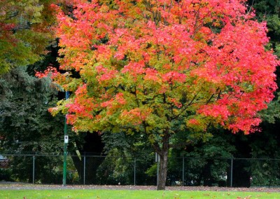 Farhad Sadeghi Amini