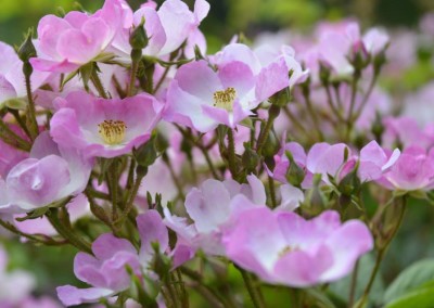 Farhad Sadeghi Amini