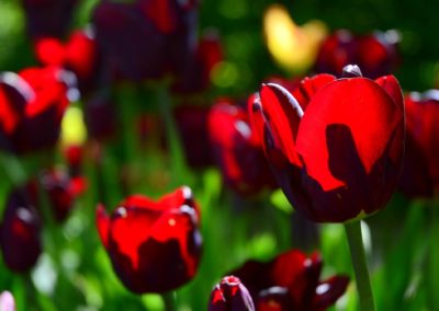 Farhad Sadeghi Amini