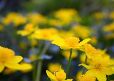 Farhad Sadeghi Amini