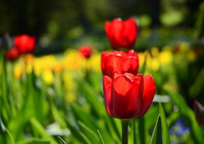 Farhad Sadeghi Amini