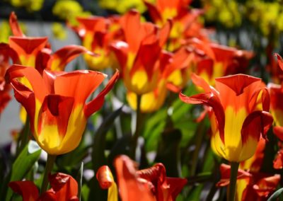 Farhad Sadeghi Amini