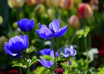 Farhad Sadeghi Amini