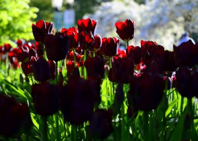 Farhad Sadeghi Amini