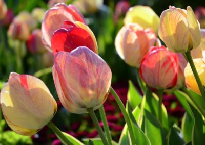 Farhad Sadeghi Amini