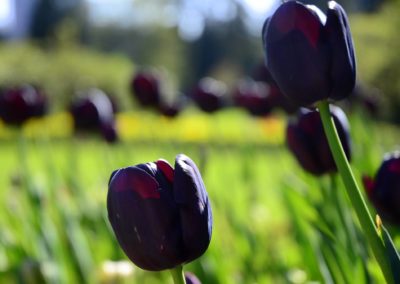 Farhad Sadeghi Amini