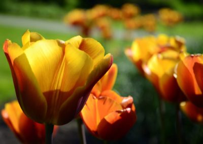 Farhad Sadeghi Amini