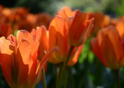 Farhad Sadeghi Amini