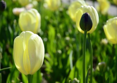 Farhad Sadeghi Amini