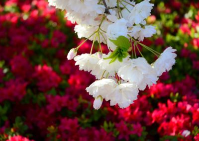 Farhad Sadeghi Amini