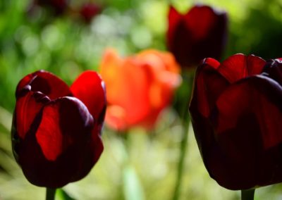 Farhad Sadeghi Amini