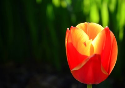 Farhad Sadeghi Amini