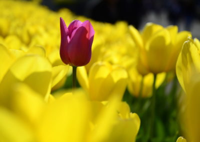 Farhad Sadeghi Amini