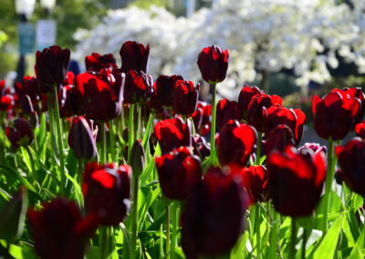 Farhad Sadeghi Amini