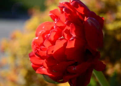 Farhad Sadeghi Amini