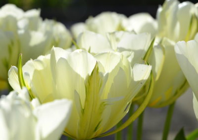 Farhad Sadeghi Amini