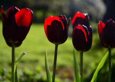 Farhad Sadeghi Amini