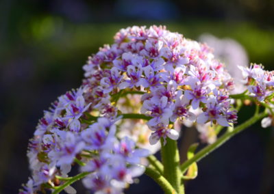 Farhad Sadeghi Amini