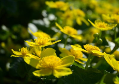 Farhad Sadeghi Amini