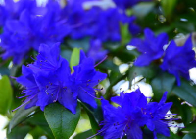 Farhad Sadeghi Amini