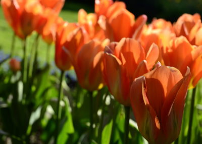 Farhad Sadeghi Amini