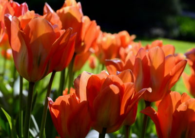 Farhad Sadeghi Amini