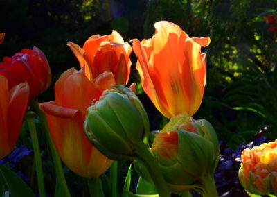 Farhad Sadeghi Amini